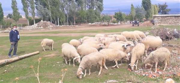Hibe olarak alınan hayvanların sayısı her geçen gün artıyor