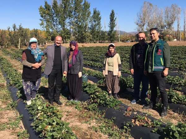 Müdür Özçalık, çilek yetiştiriciliği proje sahasında incelemelerde bulundu