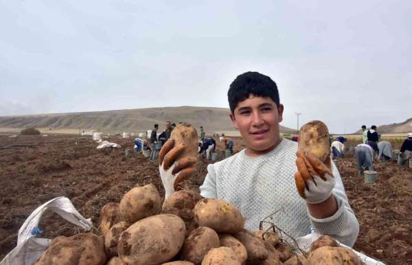 Türkiye'nin patates ambarlarından olan Ahlat'ta hasat başladı