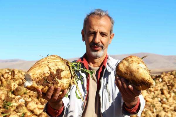 Kahramanmaraş'ta şeker pancarı hasadı başladı