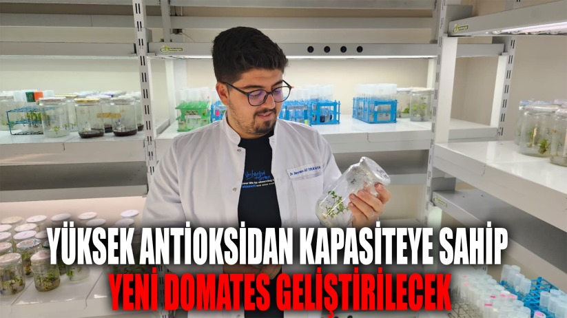 Yüksek antioksidan kapasiteye sahip yeni domates geliştirilecek