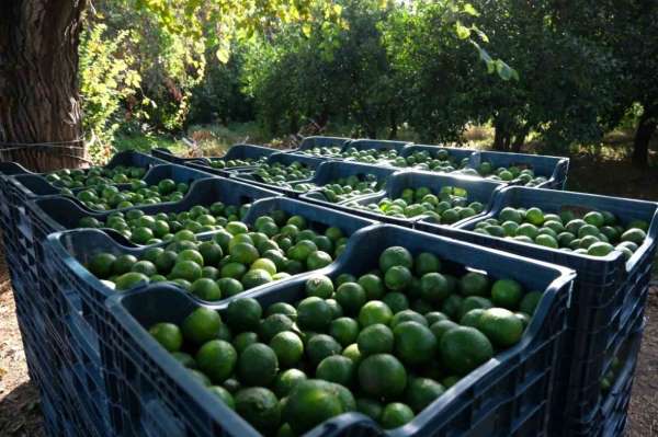 Bodrum'da 72 üreticiden 55 ton yeşil mandalin alındı
