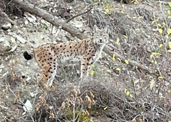 Erzurum'da nesli koruma altındaki vaşak görüntülendi
