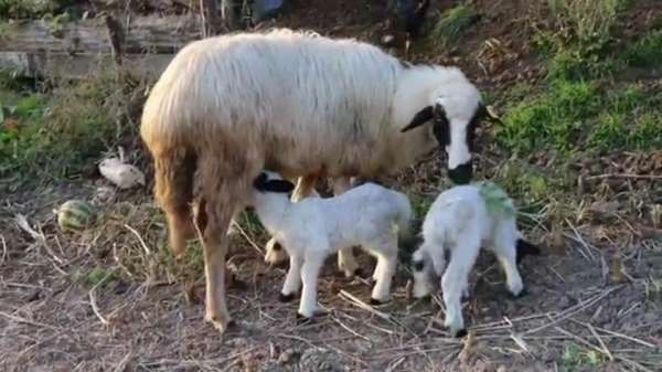 Ordu'da Hilmi Güler'in projesi meyvesini veriyor 