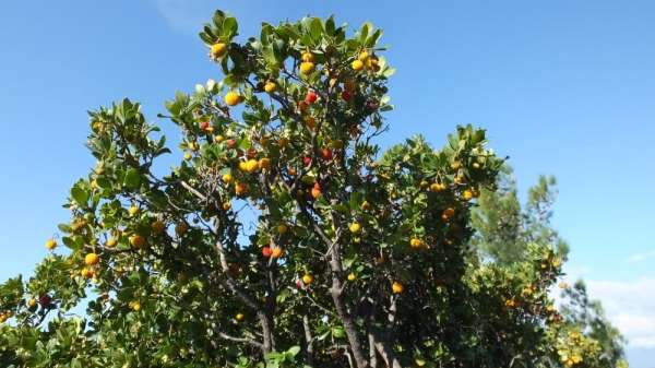 Burhaniye'de dağ çileği hasadı başladı