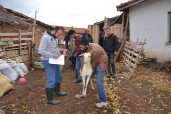 Emet'te 'Keçi belediyeden, süt köylüden, peynir kooperatiften' projesi