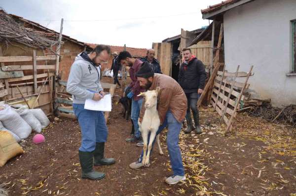 Emet'te 'Keçi belediyeden, süt köylüden, peynir kooperatiften' projesi - Kütahya haber