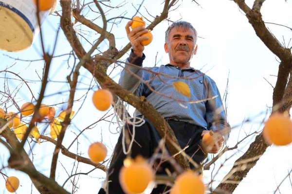 Depremin merkez üssünde çiftçilerin 'hurma' hasadı sevinci