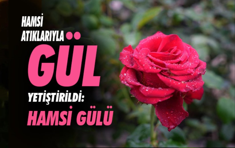 Samsun'da hamsi atıklarıyla gül yetiştirildi: Hamsi gülü