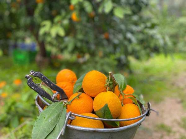 Havran Mandalinası'nda hasat vakti