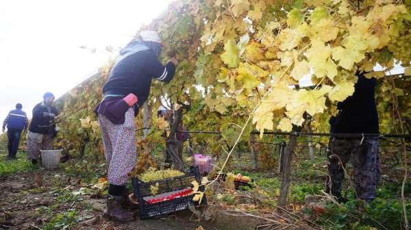 Sarıgöl'de üzüm hasadı aralıksız sürüyor