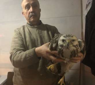 Kaçak avcıların vurduğu doğan donmak üzereyken kurtarıldı