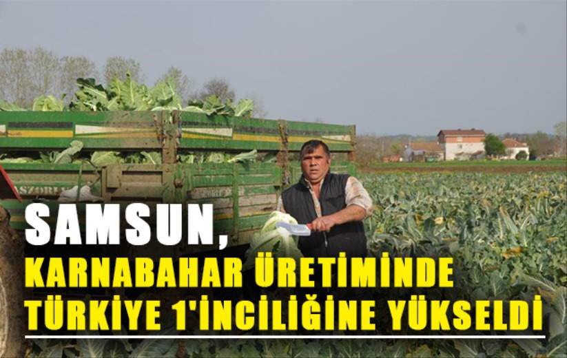 Samsun, karnabahar üretiminde Türkiye 1'inciliğine yükseldi
