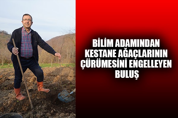 Bilim adamından kestane ağaçlarının çürümesini engelleyen buluş