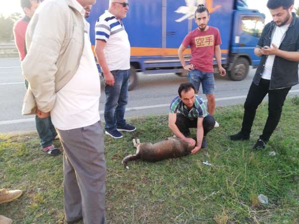 Çarptığı köpeği geri dönüp veterinere götürdü
