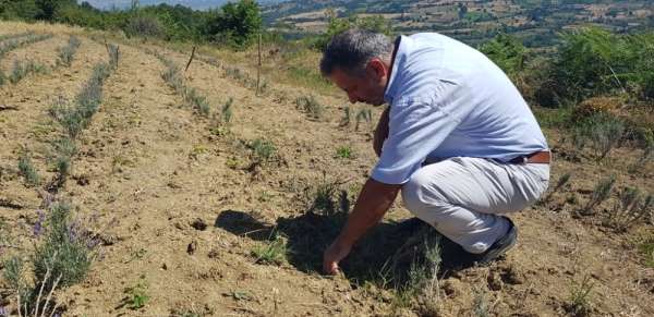 İnegöl Beleddiyesi'nden tıbbi aromatik bitki yetiştiriciliğine destek 