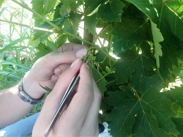 Tekirdağ'da üzüm çeşidini arttıracak projede sona gelindi 