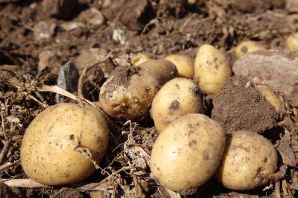 Sivas'ta patates hasadı başladı 