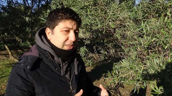 Karın zeytinlikler için bir etkisi daha ortaya çıktı