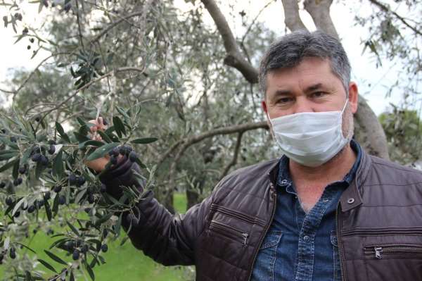 Manisa'da zeytin üreticisinin yüzü güldü