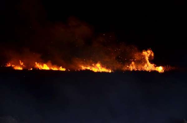 Samsun'da sazlık yangını
