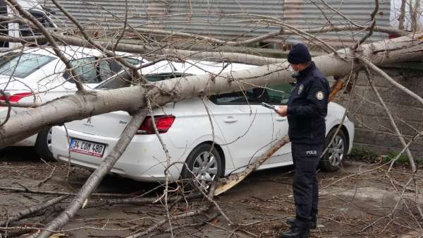 Samsun'da şiddetli rüzgarda kırılan ağaç otomobilin üzerine düştü