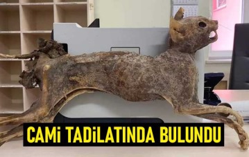 Cami tadilatında 80 yıllık hayvan cesedi bulundu