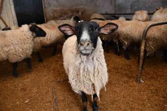 Artvin'de desteklenen yerel ırk koyunlar kuzulamaya başladı