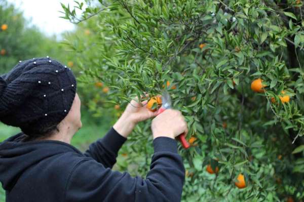Bodrum Belediyesi, mandalina alımına devam ediyor