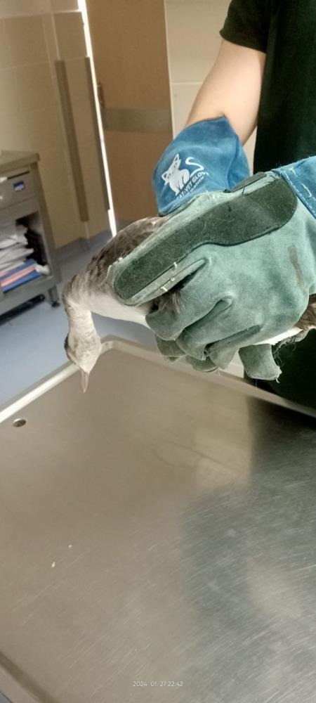 Samsun'da yaralı karabatak kuşuna polis şefkati