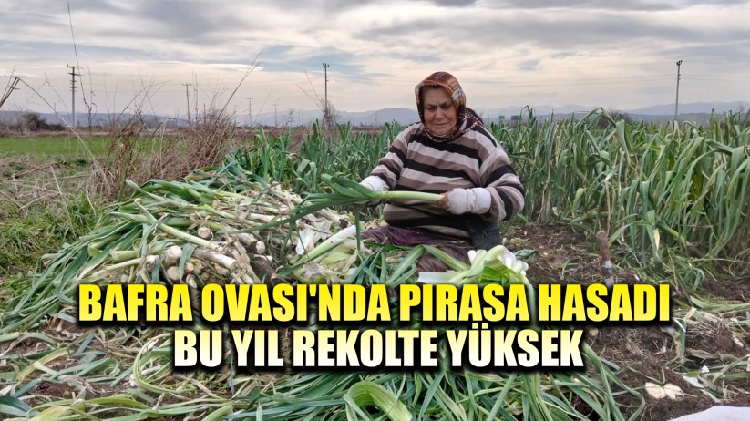 Bafra Ovası'nda pırasa hasadı: Bu yıl rekolte yüksek