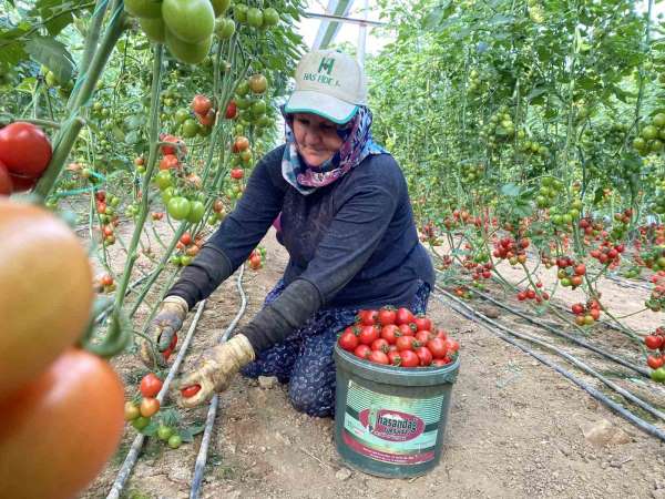 Örtü altı tarımda başı çeken ilçede domates üretimi ilk sırada yer aldı