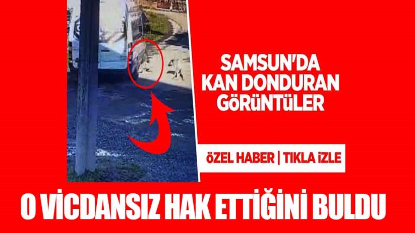 Samsun'da servis aracıyla sokak köpeğini ezen sürücüye ceza. 