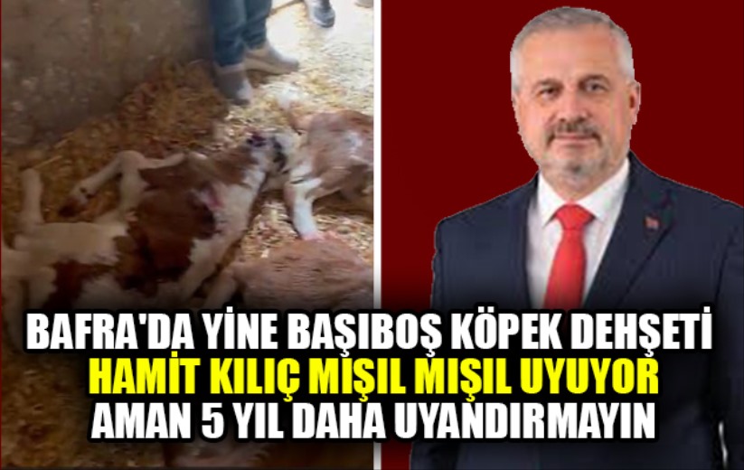 Bafra'da yine başıboş köpek dehşeti Hamit Kılıç mışıl mışıl uyuyor