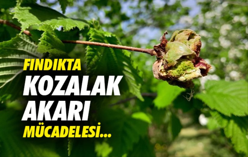 Fındıkta kozalak akarı ile mücadele...