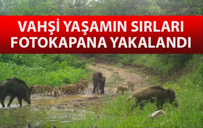 Vahşi yaşamın sırları fotokapana yakalandı