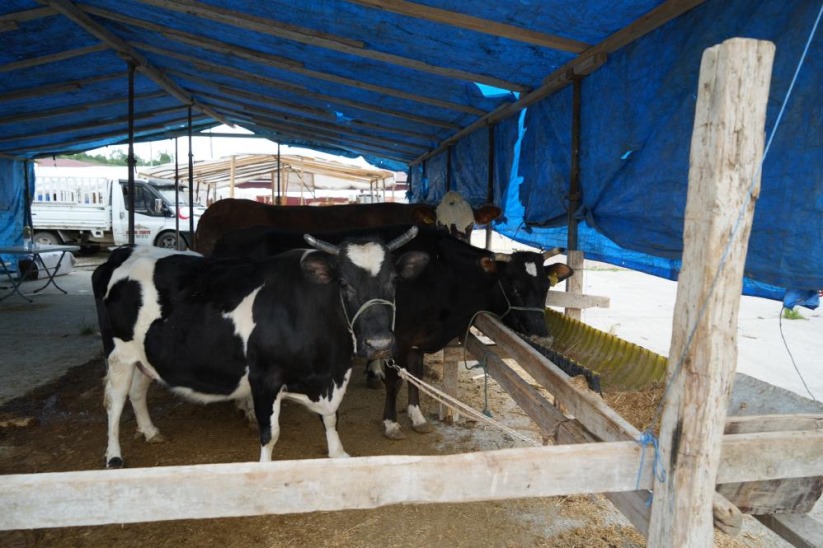 Samsun'da kurban pazarı yüzleri güldürdü: 'Hayvanların çoğunu sattık'
