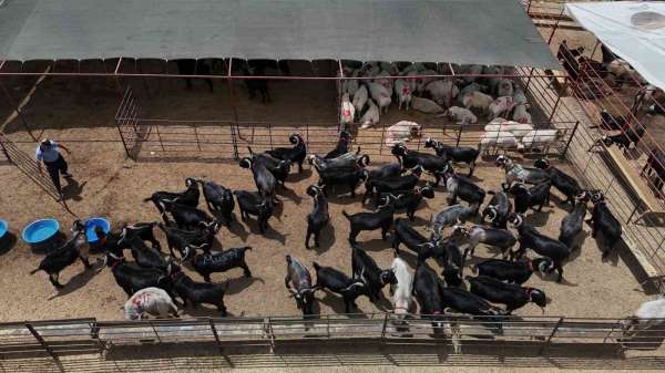 Adana'da kurbanlıklar görücüye çıktı: Kilo fiyatı 280 ile 310 TL arasında