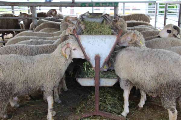 Bayrama günler kala hayvan pazarında sessizlik: 'Alıcı da satıcı da kararsız'