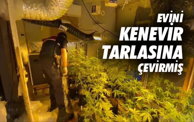 Yakalanmamak için keneviri evine ekerek tarlaya çevirmiş