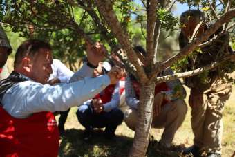 Muğla'da sakız hasadı gerçekleştirildi