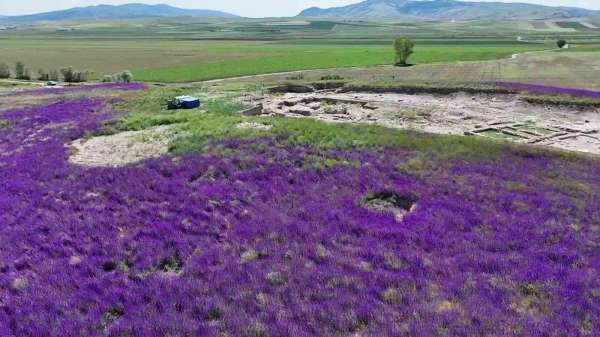 Oluz Höyük'te binlerce mor çiçek açtı