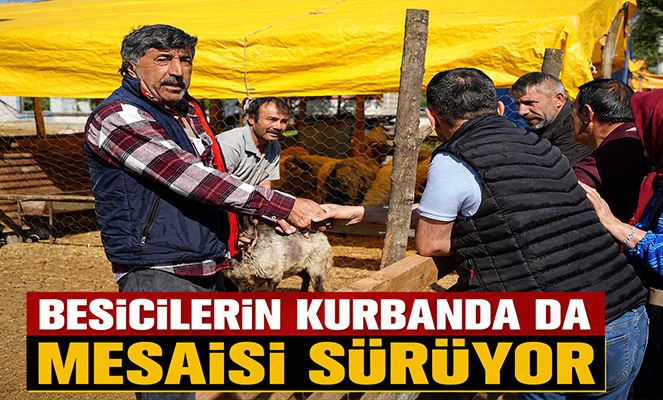Besicilerin kurbanda da mesaisi sürüyor