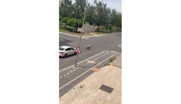 Diyarbakır'da kaçan kurbanlık trafiğin altını üstüne getirdi