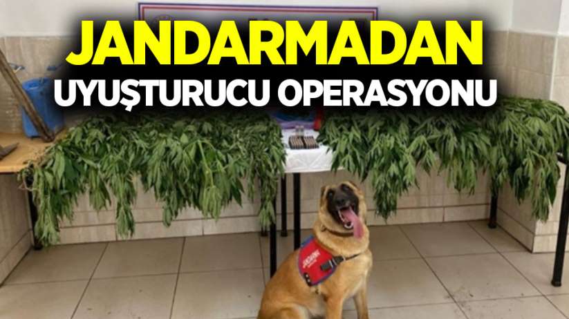 Jandarmadan uyuşturucu operasyonu