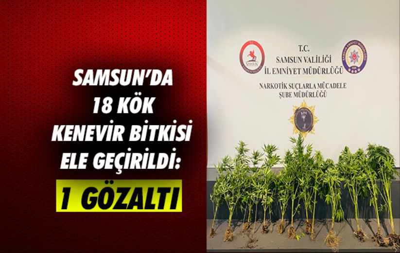 Samsun'da 18 kök kenevir bitkisi ele geçirildi: 1 gözaltı