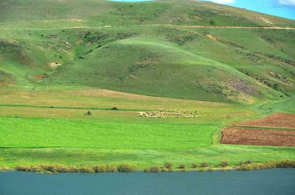 'Erzurum'da süt ürünleri üretimi gelişime açık'