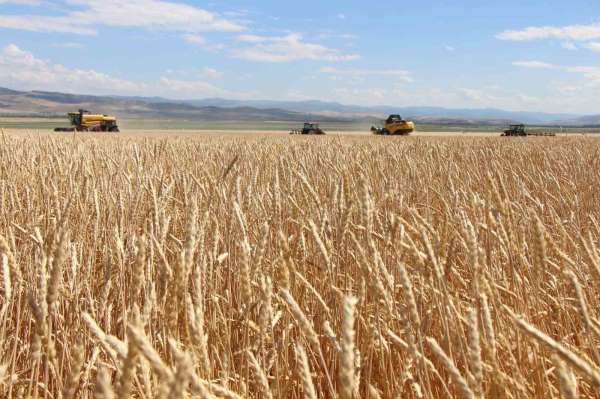 Gökhöyük'te tohumluk buğday hasadı başladı: 4 bin 500 ton üretim bekleniyor
