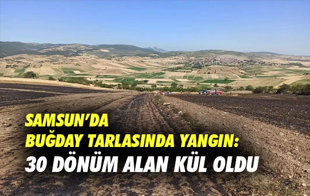 Samsun'da buğday tarlasında yangın: 30 dönüm alan kül oldu