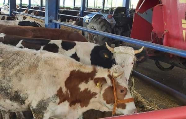 Selendi'nin 8 mahallesinde şap alarmı